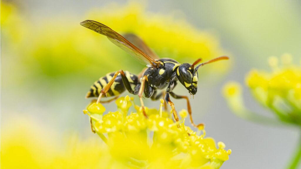Simple Tricks to Wasp-Proof Your Backyard and Garage