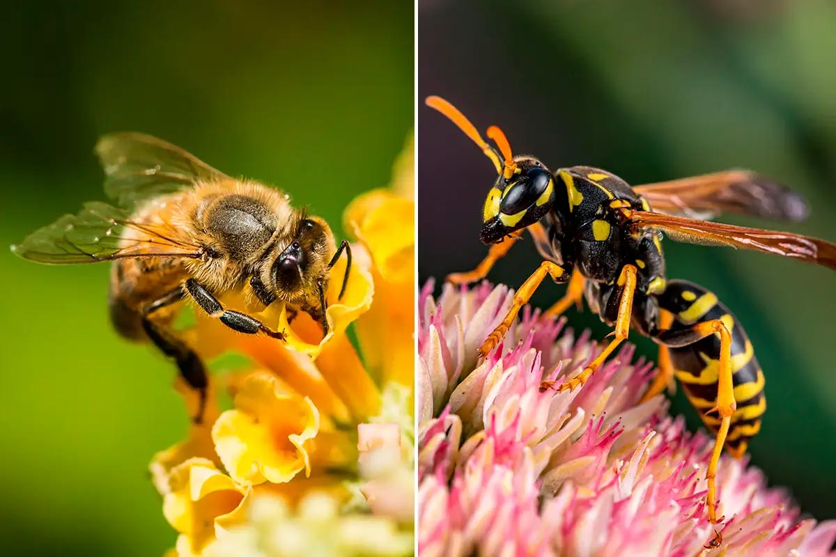 Fall Wasp & Bee Activity in Toronto: Prevention Tips for a Sting-Free Season