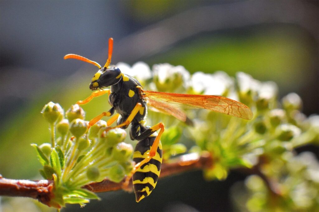 A Summer Morning and a Buzzing Discovery