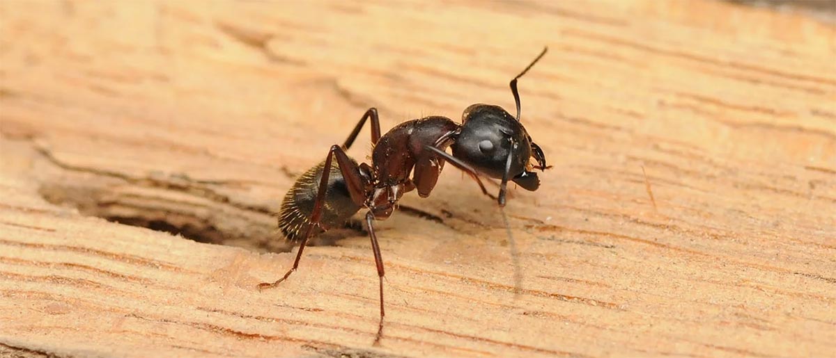 Safe Solutions for Carpenter Ants: Protecting Your Home & Kids