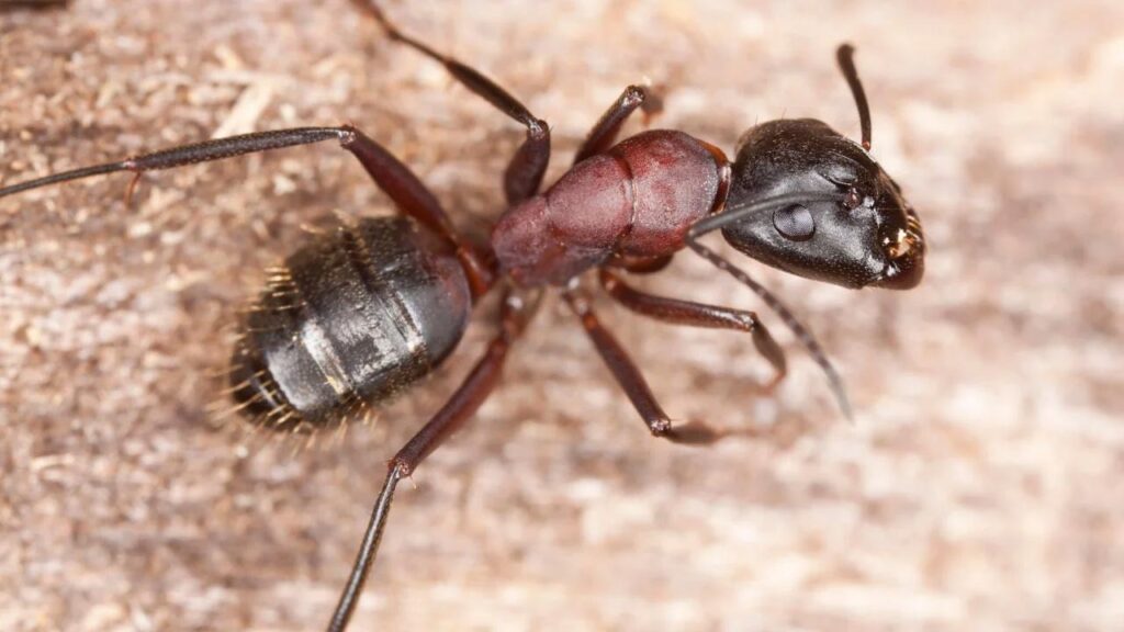 Safe Solutions for Carpenter Ants: Protecting Your Home & Kids