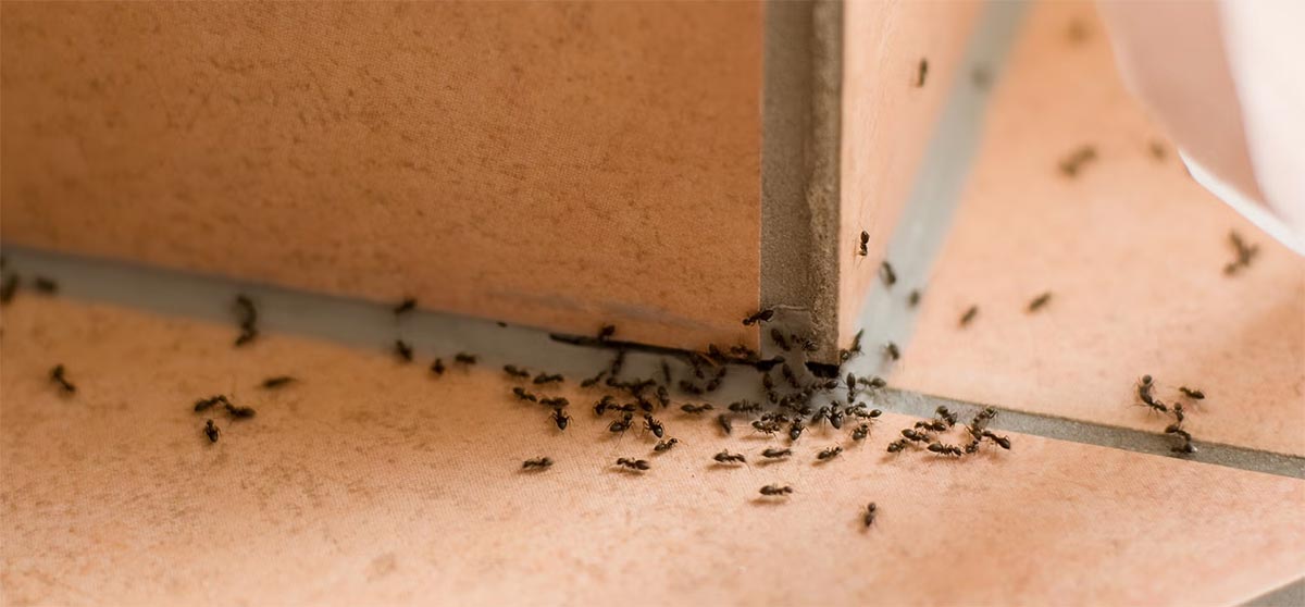 What’s the Best Time of Year to Spray for Ants?