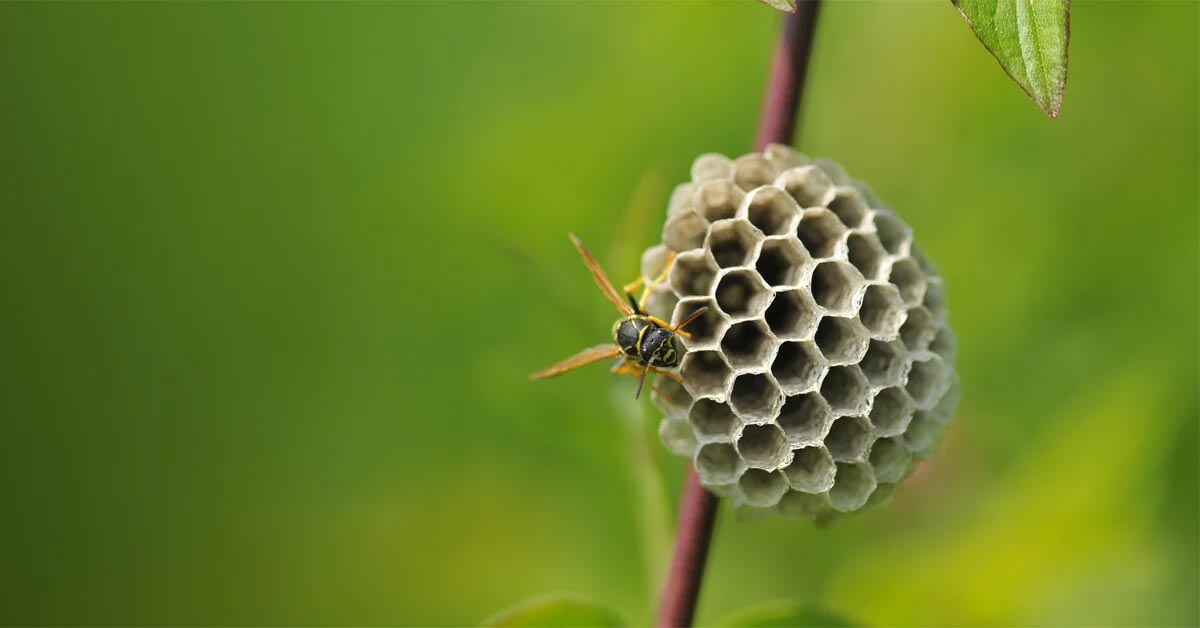 The Complete Guide to Fall Pest Control in Toronto: Keep Mice, Spiders & Wasps Out Before Winter