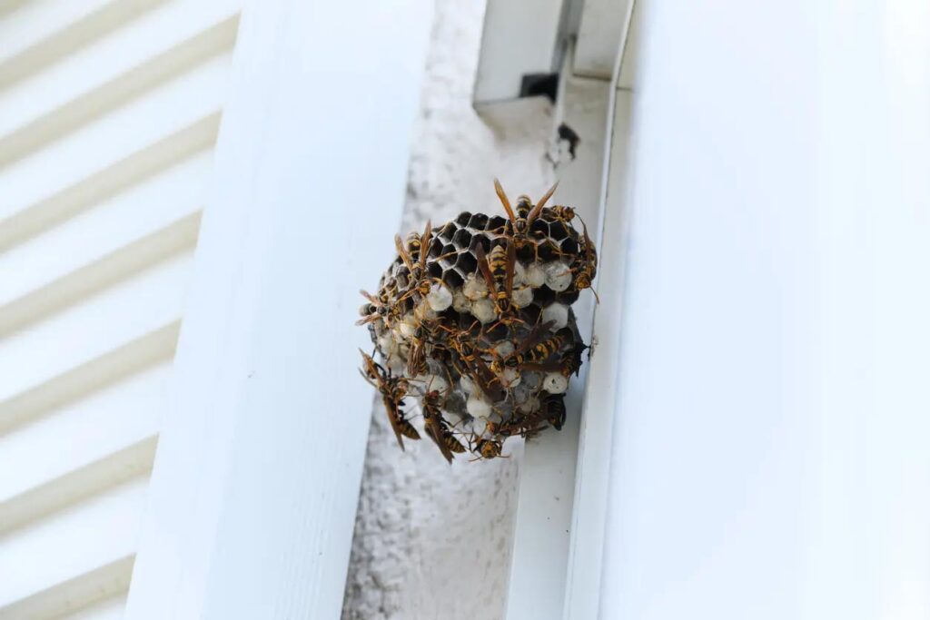 The Complete Guide to Fall Pest Control in Toronto: Keep Mice, Spiders & Wasps Out Before Winter