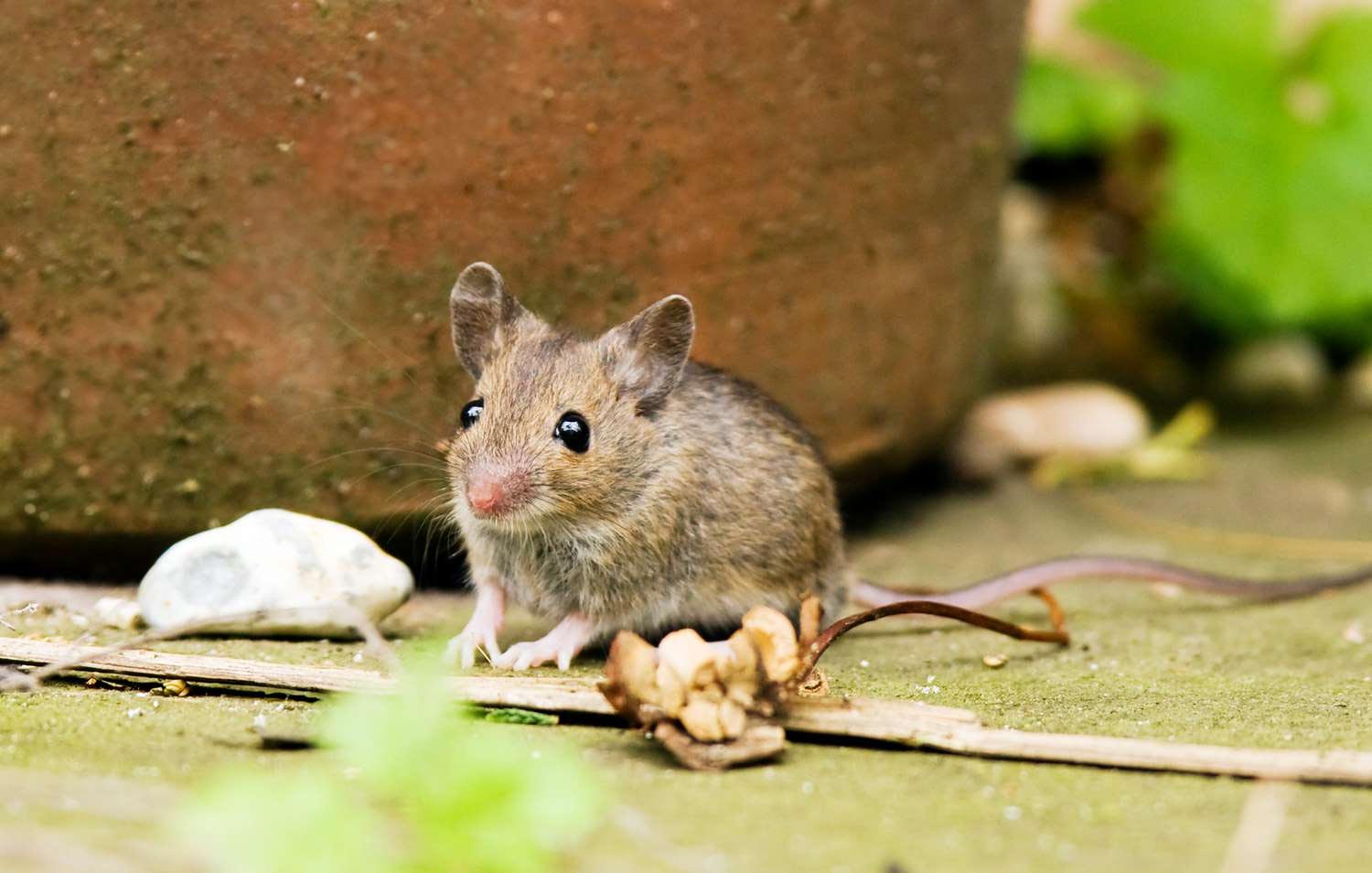 Rodent Invasions in Toronto: How to Keep Mice and Rats Out This Fall