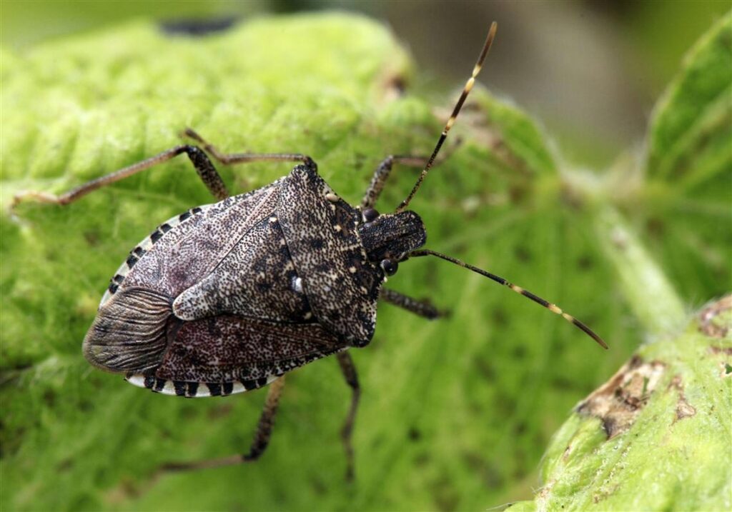 Preventing Fall Invaders from Entering Your Toronto Home
