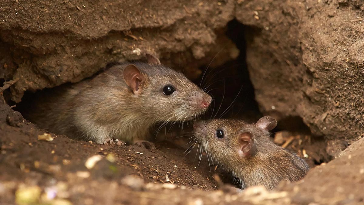 Rodent Invasions in Toronto: How to Keep Mice and Rats Out This Fall