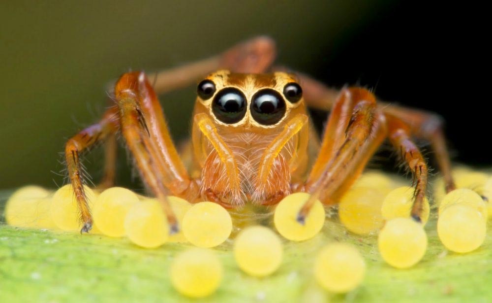 Spiders - Fall Pest Invasion in Toronto