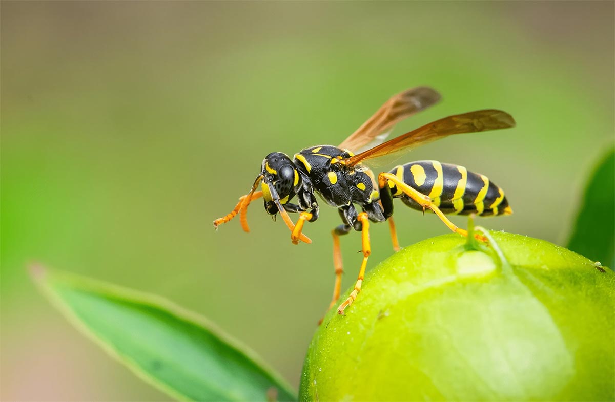 Wasps Are a Bigger Threat in Toronto This Fall