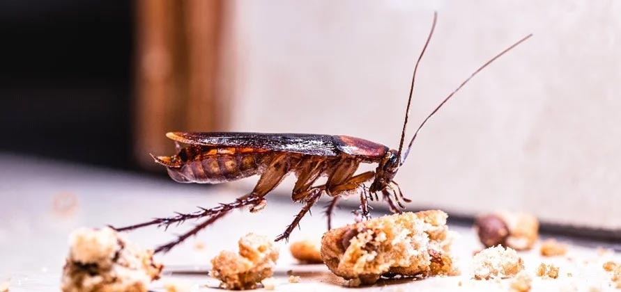 Why Don’t Cockroaches Go Away in Toronto Apartments During Winter