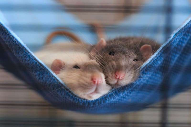 Size of a Quarter Let Rats