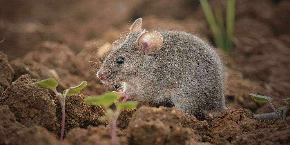 Top Pests That Invade Toronto Homes