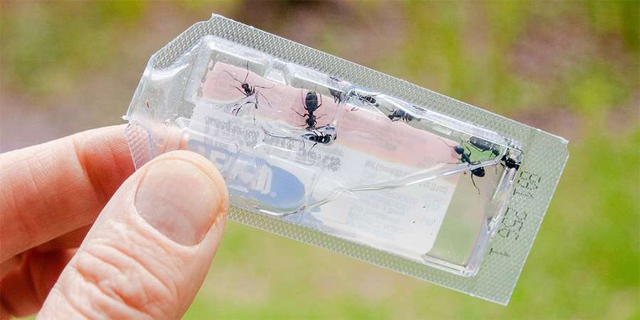 Why DIY Ant Baits Are Failing Your Toronto Home