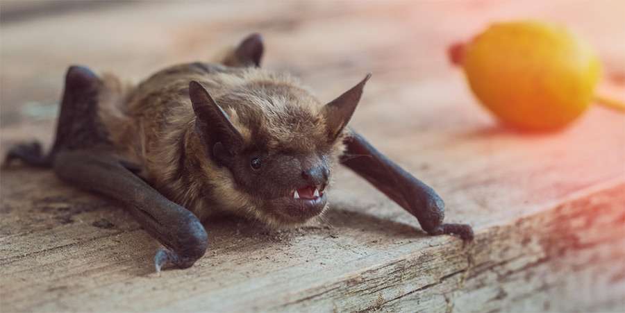 How to Get Rid of Bats in Attic