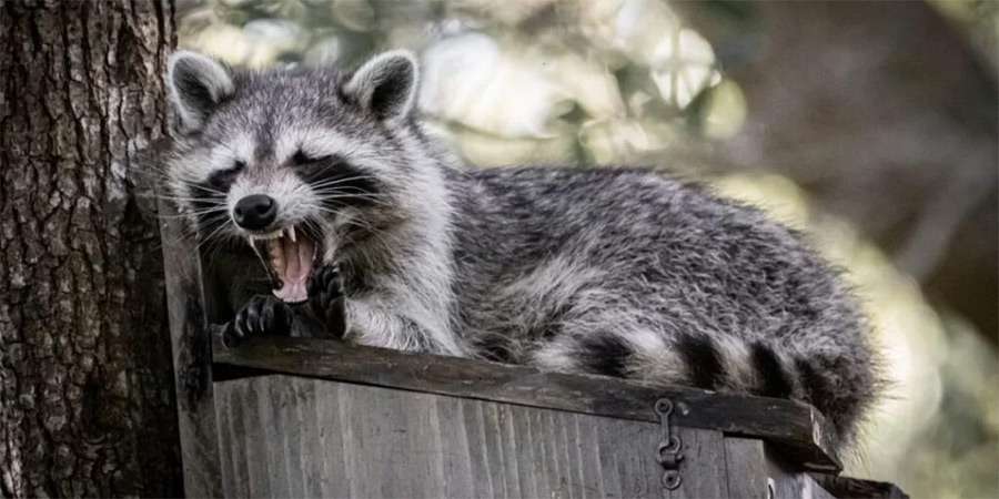Humane Raccoon Removal GTA