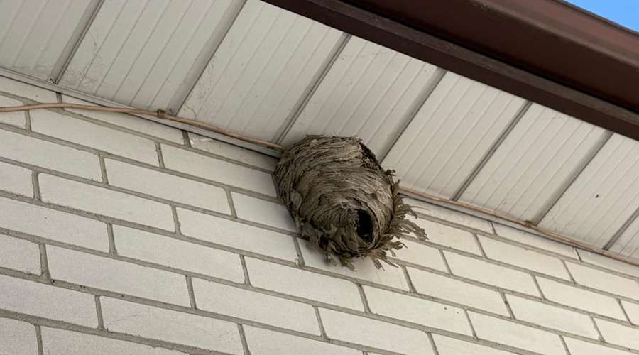 Dangerous Wasp Nest on Your Property