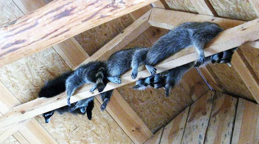 Raccoon in the Attic