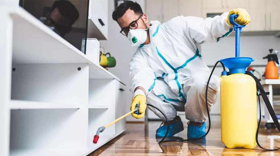 Same-Day Pest Control in Toronto